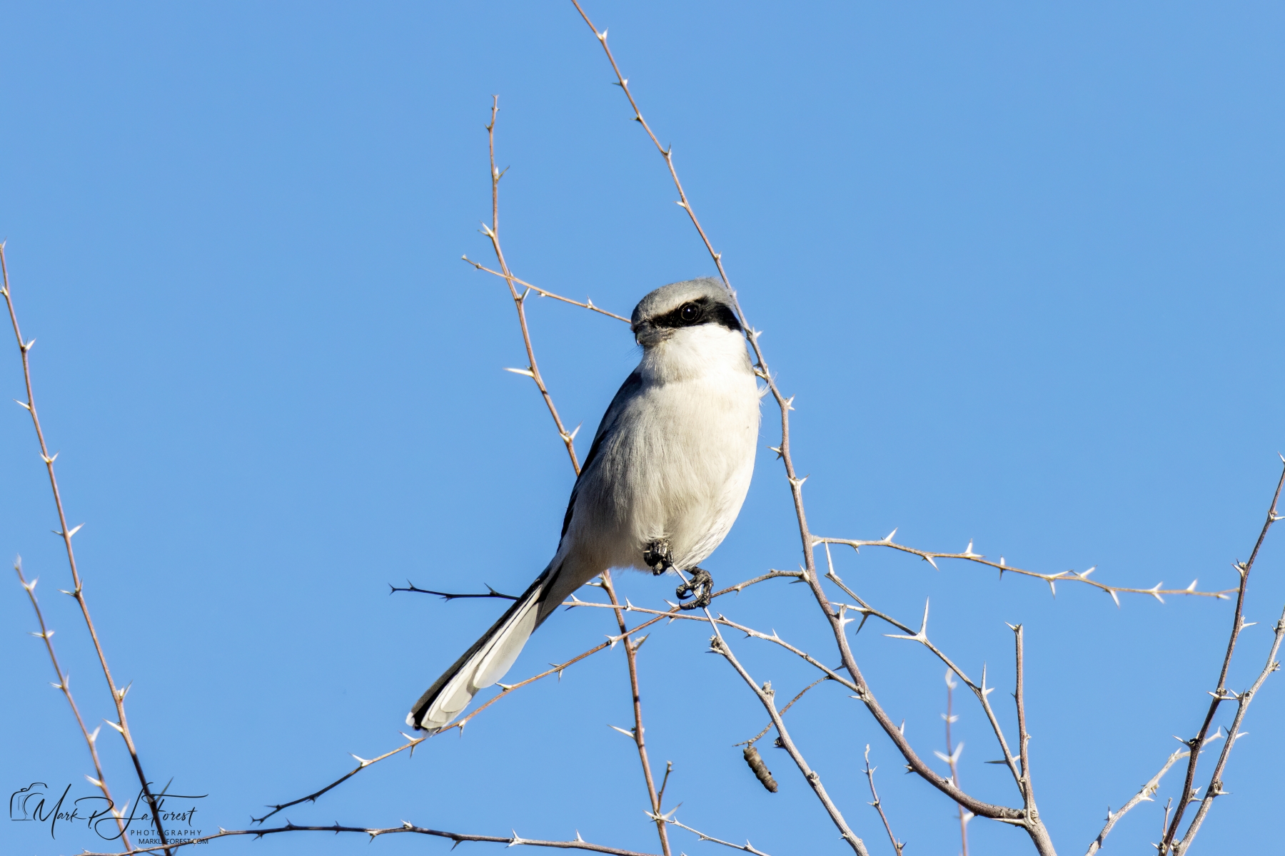 Loggerhead Shrike,  Bosque del Apache, New Mexico